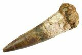Real Fossil Spinosaurus Tooth - Large Dinosaur Tooth #347215-1